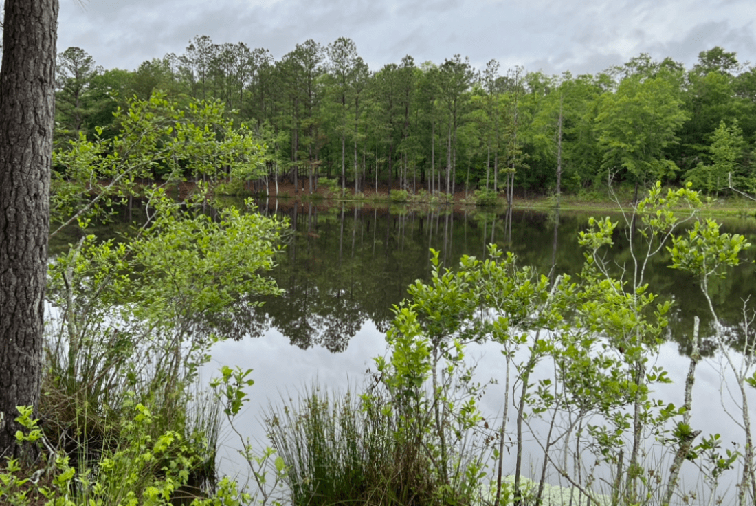 Pond Fishing